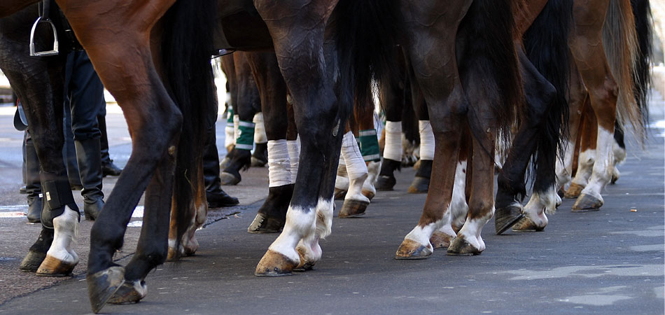 scuola di mascalcia naturale