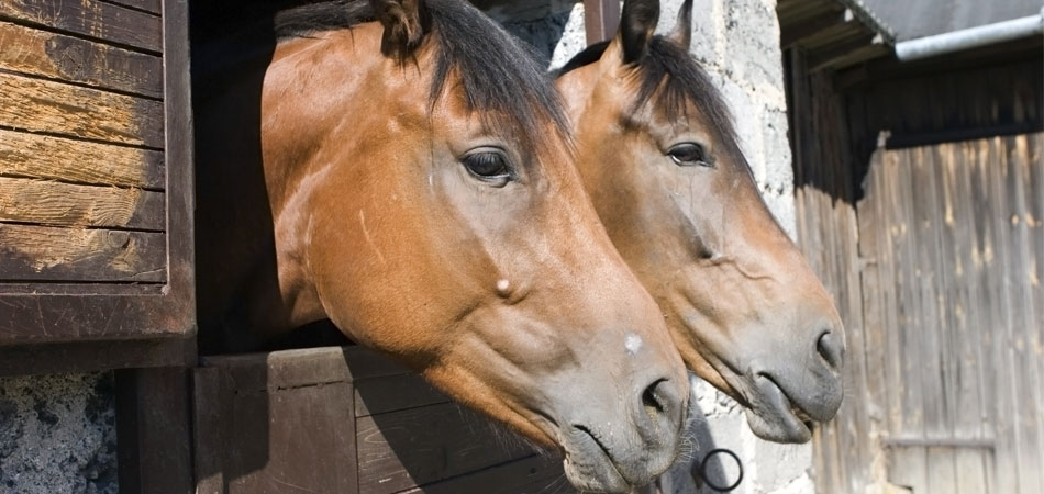 tecnico di scuderia e benessere animale
